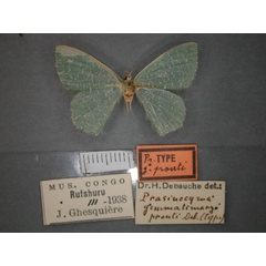 /filer/webapps/moths/media/images/P/prouti_gemmatimargo_Prasinocyma_HT_RMCA_01.jpg