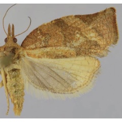 /filer/webapps/moths/media/images/O/ophiograpta_Procrica_AF_Trematerra.jpg