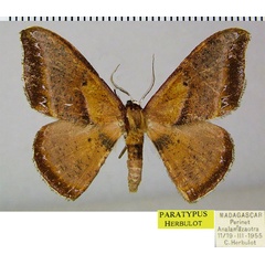 /filer/webapps/moths/media/images/A/angularis_Hypocoela_PTM_ZSM.jpg