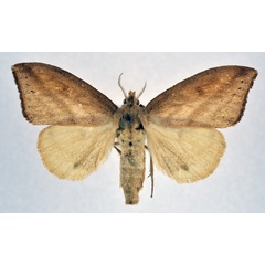 /filer/webapps/moths/media/images/L/lignicolor_Laelia_AF_NHMO.jpg