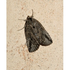 /filer/webapps/moths/media/images/S/strigata_Prionofrontia_A_Roland_01.jpg