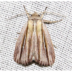 /filer/webapps/moths/media/images/S/sarca_Mythimna_A_Braun_11.jpg