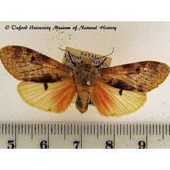 /filer/webapps/moths/media/images/S/submacula_Teracotona_A_OUMNH_01.jpg