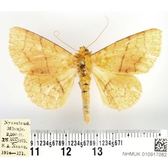 /filer/webapps/moths/media/images/A/aurata_Xanthodesma_AM_BMNH.jpg