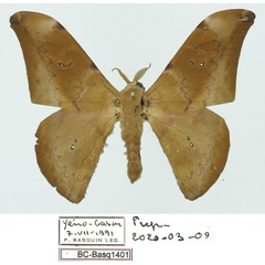 /filer/webapps/moths/media/images/N/ngounieense_Orthogonioptilum_HT_Basquina.jpg