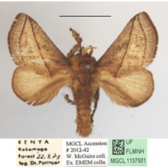 /filer/webapps/moths/media/images/H/hilda_Compactena_AM_MGCLa_01.JPG