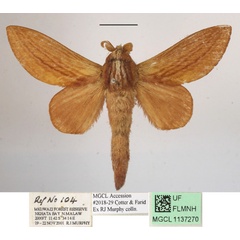 /filer/webapps/moths/media/images/C/choerocampoides_Cheligium_A_MGCLa_01.JPG