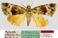Maliattha subcrocea