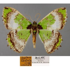 /filer/webapps/moths/media/images/L/lactata_Agathia_HT_ZSM_01.jpg