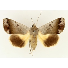 /filer/webapps/moths/media/images/D/dianaris_Ophiusa_AF_TMSA_01.jpg