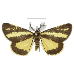 /filer/webapps/moths/media/images/B/bicolor_Nothofidonia_AM_OUMNH.jpg