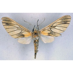 /filer/webapps/moths/media/images/J/jaensis_Balacra_HT_BMNH_01.jpg