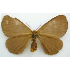 /filer/webapps/moths/media/images/G/giganteus_Phasicnecus_HT_NHMUKb.jpg