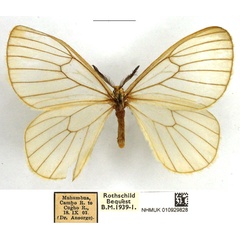 /filer/webapps/moths/media/images/N/norax_Hibrildes_AM_NHMUK.jpg