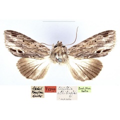 /filer/webapps/moths/media/images/A/albilineata_Cucullia_HT_ZMHB_WIqzHge.jpg