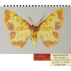 /filer/webapps/moths/media/images/T/tanala_Chrysocraspeda_HT_ZSMa.jpg