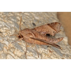 /filer/webapps/moths/media/images/P/pseudopylas_Temnora_A_Heynsb.jpg