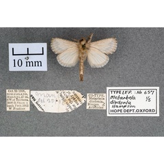 /filer/webapps/moths/media/images/D/diodonta_Metarbela_ST_OUMNH_02.jpg