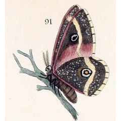 /filer/webapps/moths/media/images/D/dewitzi_Ludia_HT_Maassen_44-91.jpg