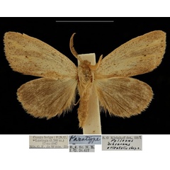 /filer/webapps/moths/media/images/O/orientalis_Polienus_PTM_RBINS.jpg