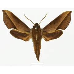 /filer/webapps/moths/media/images/G/griveaudi_Hippotion_AF_Basquina.jpg