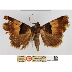 /filer/webapps/moths/media/images/C/consanguis_Metachrostis_HT_NHMUK.jpg