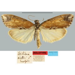 /filer/webapps/moths/media/images/V/viettei_Exilisia_HT_MNHN.jpg