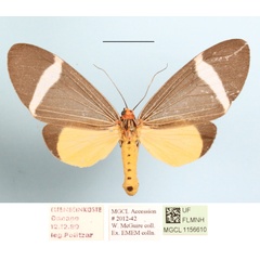 /filer/webapps/moths/media/images/P/phileta_Caryatis_AM_MGCLa_03.jpg