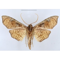 /filer/webapps/moths/media/images/C/catenula_Kuja_AM_ANHRTb_SwZhyWc.jpg