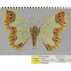 /filer/webapps/moths/media/images/L/lepta_Zamarada_PTF_ZSM.jpg