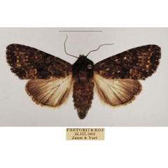 /filer/webapps/moths/media/images/M/media_Saalmuellerana_AF_TMSA_01.jpg