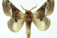 Schausinna affinis
