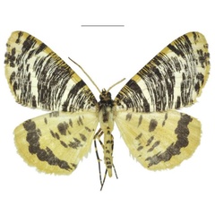 /filer/webapps/moths/media/images/A/albertina_Rhodochanna_HT_ANHRT.jpg