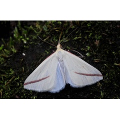 /filer/webapps/moths/media/images/S/sacraria_Rhodometra_AF_King.jpg