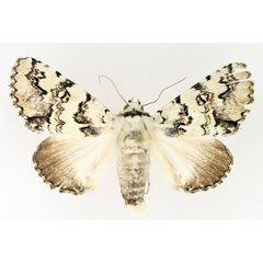 /filer/webapps/moths/media/images/D/delicata_Bamra_AF_TMSA_01.jpg