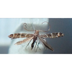 /filer/webapps/moths/media/images/P/pentaplaca_Aspilapteryx_A_Bippus_01.jpg