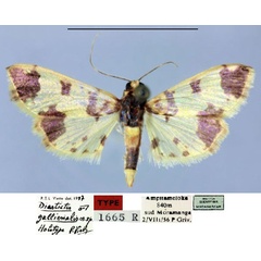 /filer/webapps/moths/media/images/G/gallienalis_Diastictis_HT_MNHN.jpg