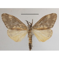 /filer/webapps/moths/media/images/C/civilis_Rhypopteryx_AM_MGCLb_01.JPG