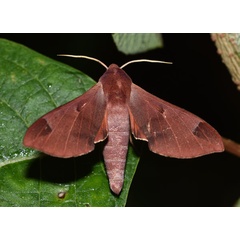 /filer/webapps/moths/media/images/C/calcareus_Afroclanis_AM_Schmit.jpg