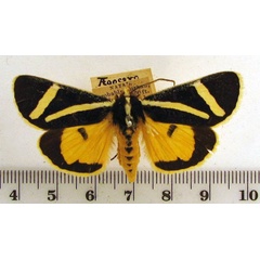 /filer/webapps/moths/media/images/F/fervida_Aegocera_A_HDOU_03.jpg