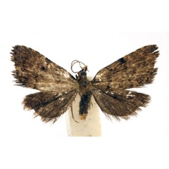 /filer/webapps/moths/media/images/A/atripuncta_Tolpia_HT_BMNHa.jpg