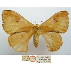 /filer/webapps/moths/media/images/A/ansorgei_Lasioptila_HT_NHMUKa.jpg