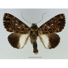 /filer/webapps/moths/media/images/N/niveipicta_Tolna_AM_Basquin_01.jpg