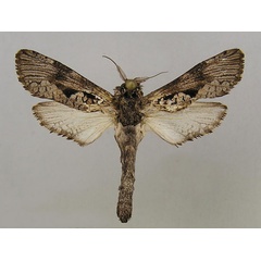 /filer/webapps/moths/media/images/P/pindarus_Aethalopteryx_A_MWM.jpg