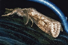 Laelia municipalis