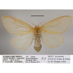 /filer/webapps/moths/media/images/T/tavetensis_Olapa_AF_MGCLa_03.JPG