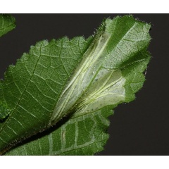 /filer/webapps/moths/media/images/P/pseudogrewiella_Phyllonorycter_mine_Triberti-et-al_2024_48.jpg