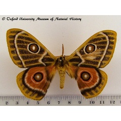 /filer/webapps/moths/media/images/O/oubie_Bunaeopsis_A_OUMNH_01.jpg