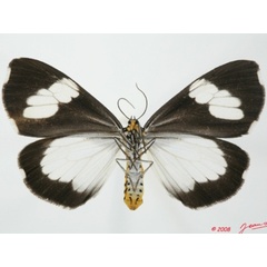 /filer/webapps/moths/media/images/A/apicalis_Nyctemera_A_Guyonnetb_01.JPG