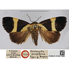 /filer/webapps/moths/media/images/P/purpurea_Neonegeta_STF_NHMUK.jpg